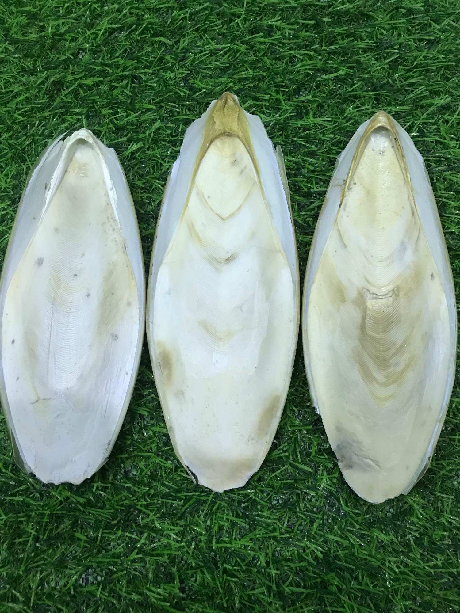 Nang mực khô 1kg