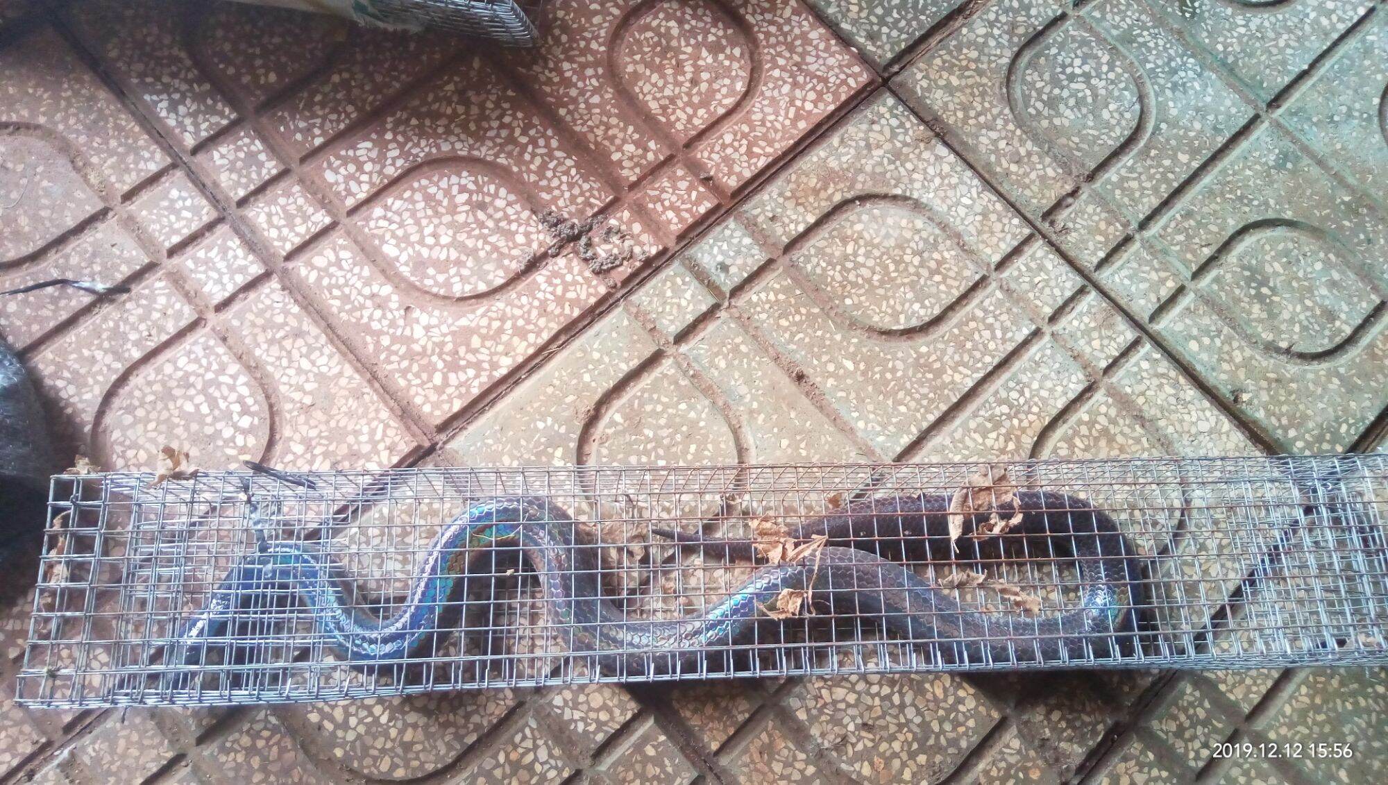 lồng bẫy rắn 1 hom dài 75cm