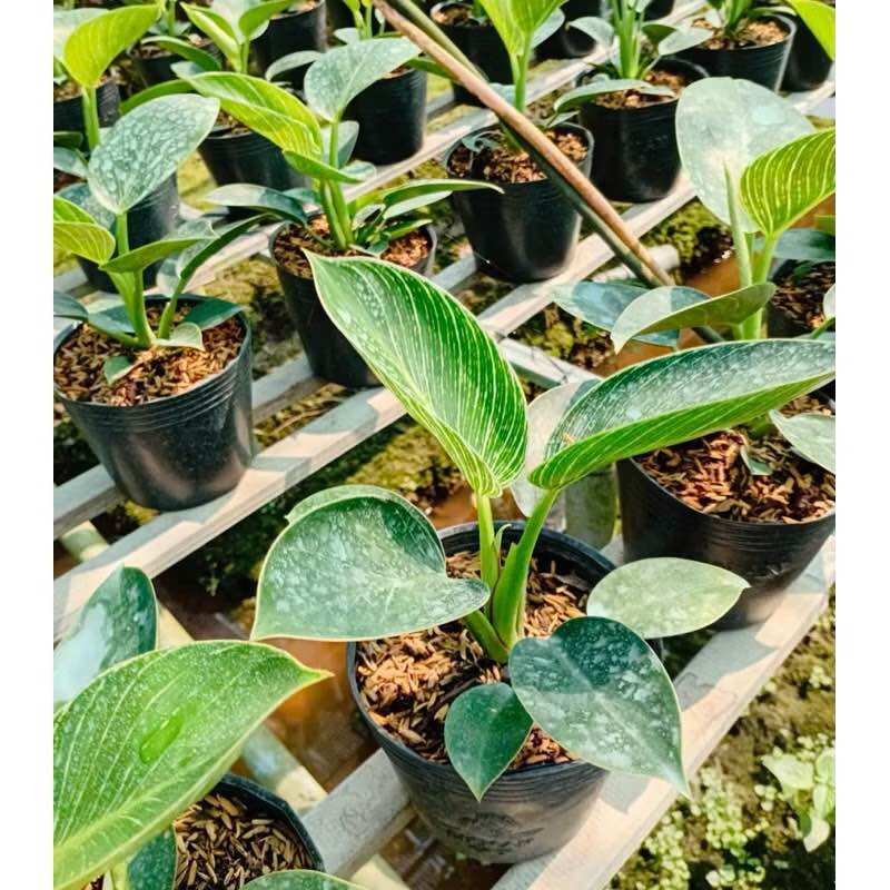 Philodendron Birkin - Trầu bà đế vương kim cương