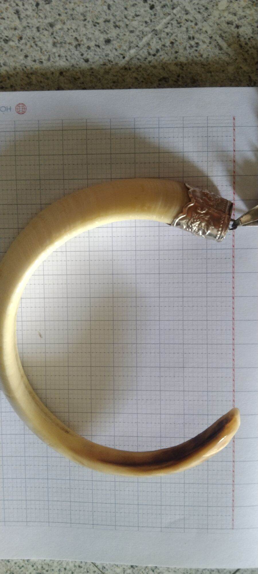 Nanh heo rừng hàng khủng