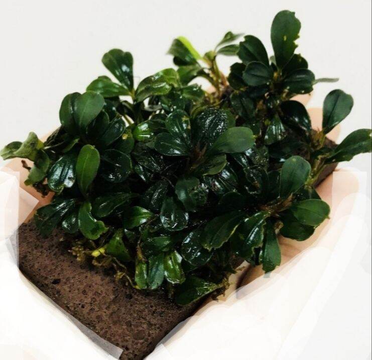 Nham thạch miếng- Giá thể trồng bucep,ráy..(KT:5×10cm)