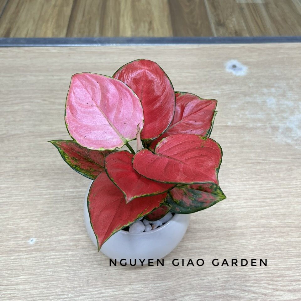 Cây vạn lộc đỏ chậu sứ tròn
