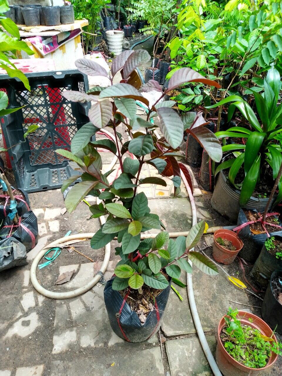 Cây ổi tím Malaysia, cây đẹp