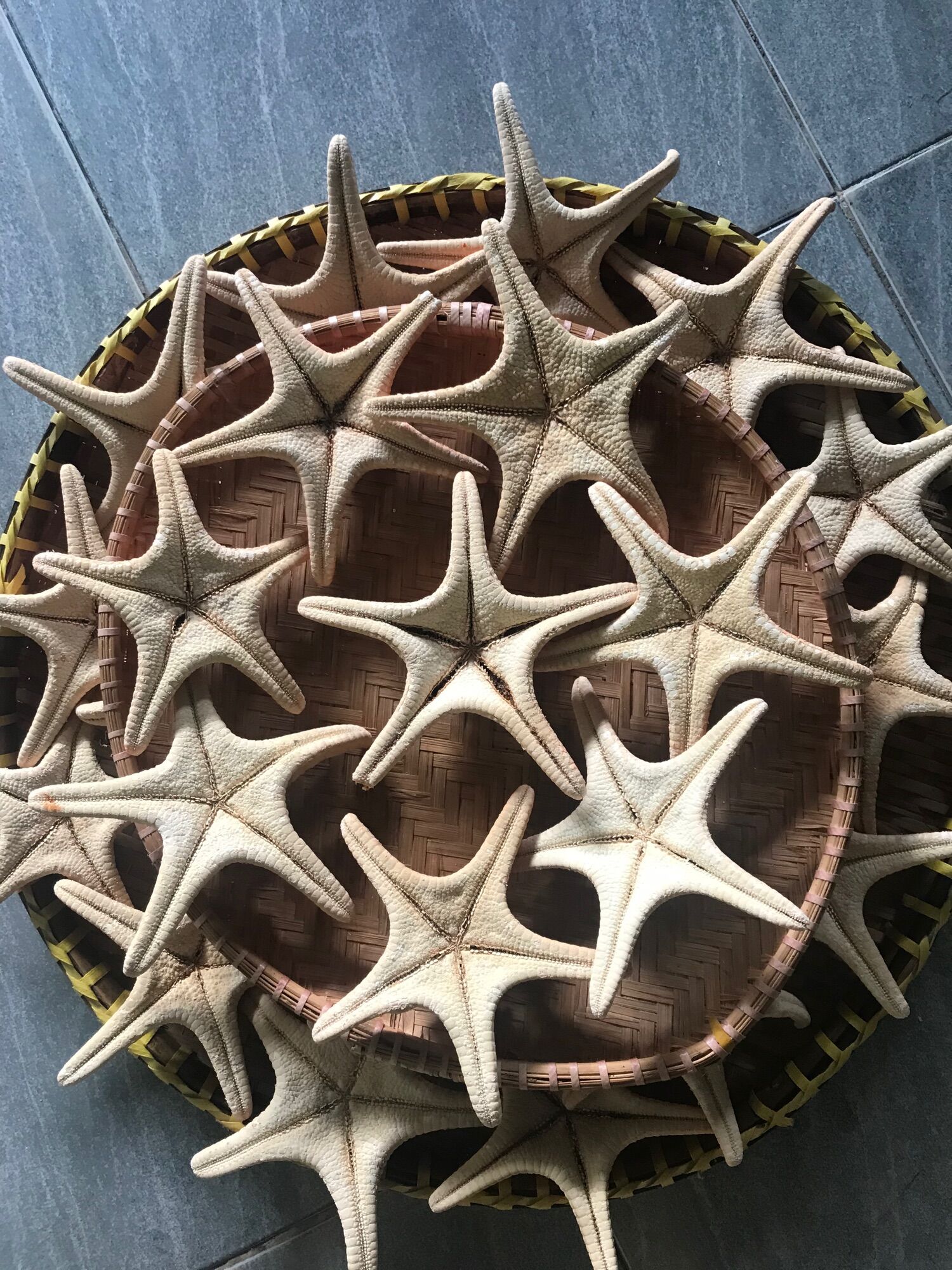 Sao biển đỏ Phú Quốc 1 con