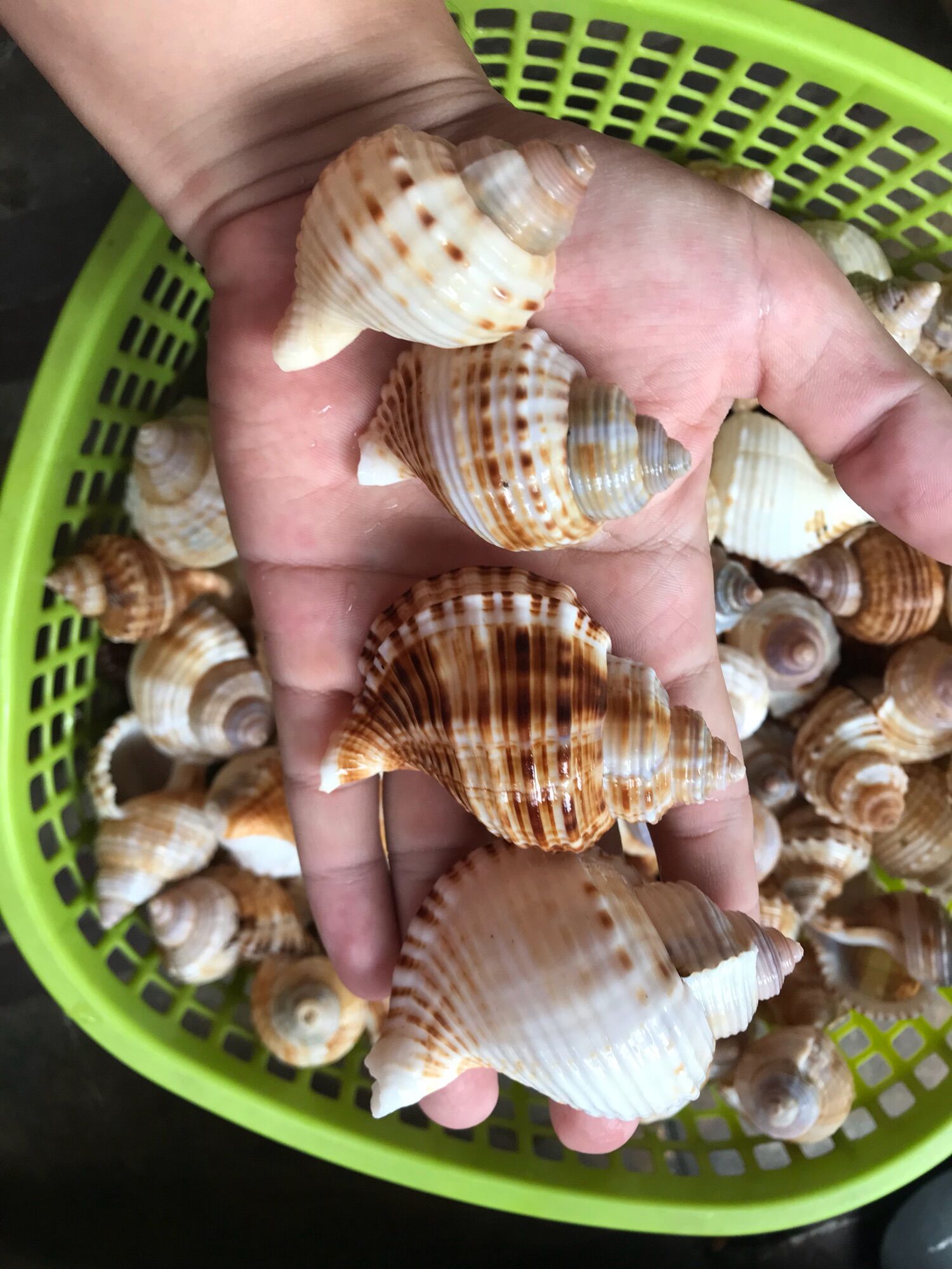Vỏ ốc Size M++