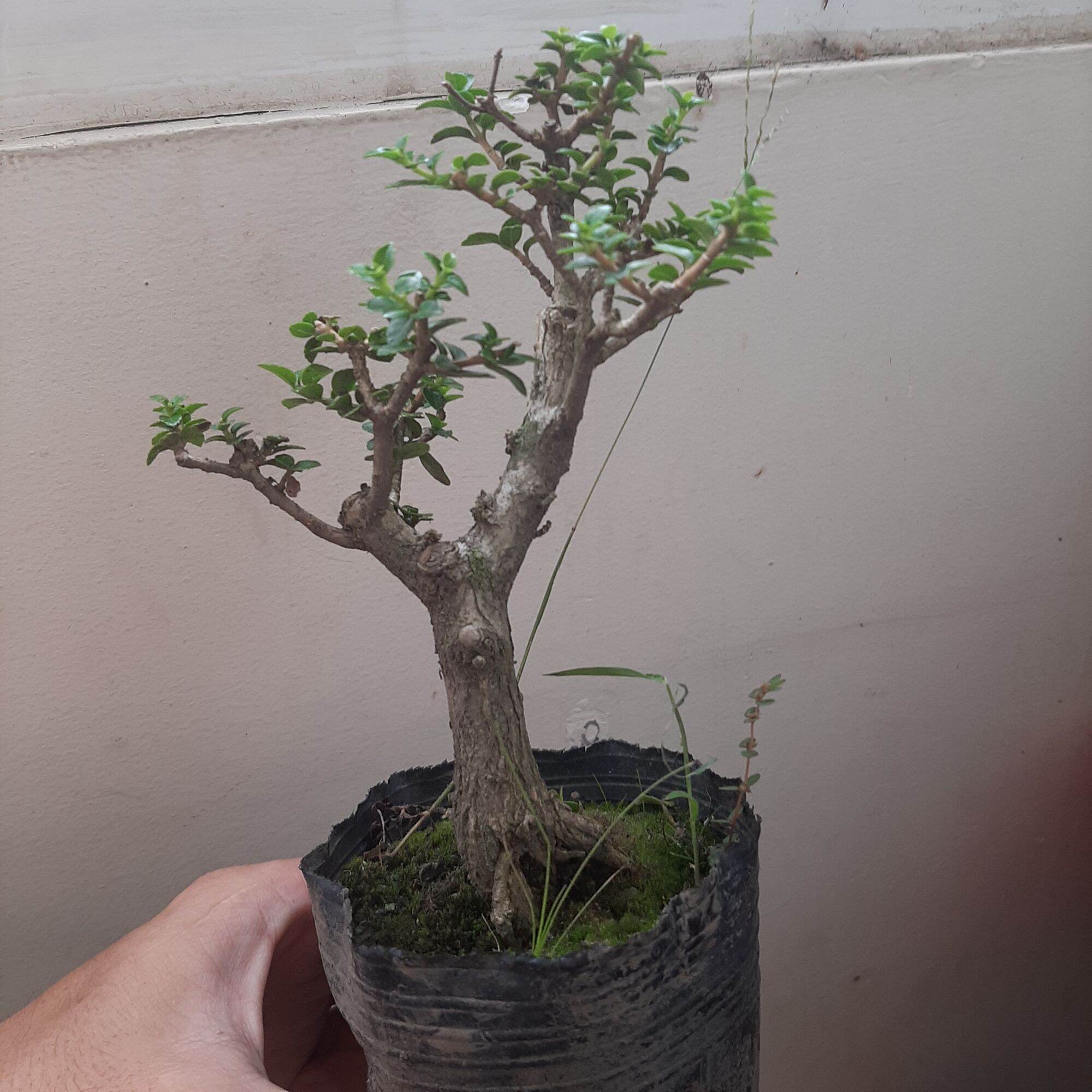Sam hương bon sai để bàn dạng phôi, ĐÃ TẠO DÁNG