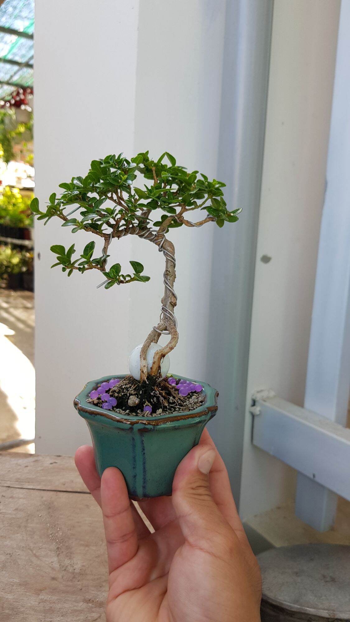 Sam Hương Siêu Mini tàn mịn