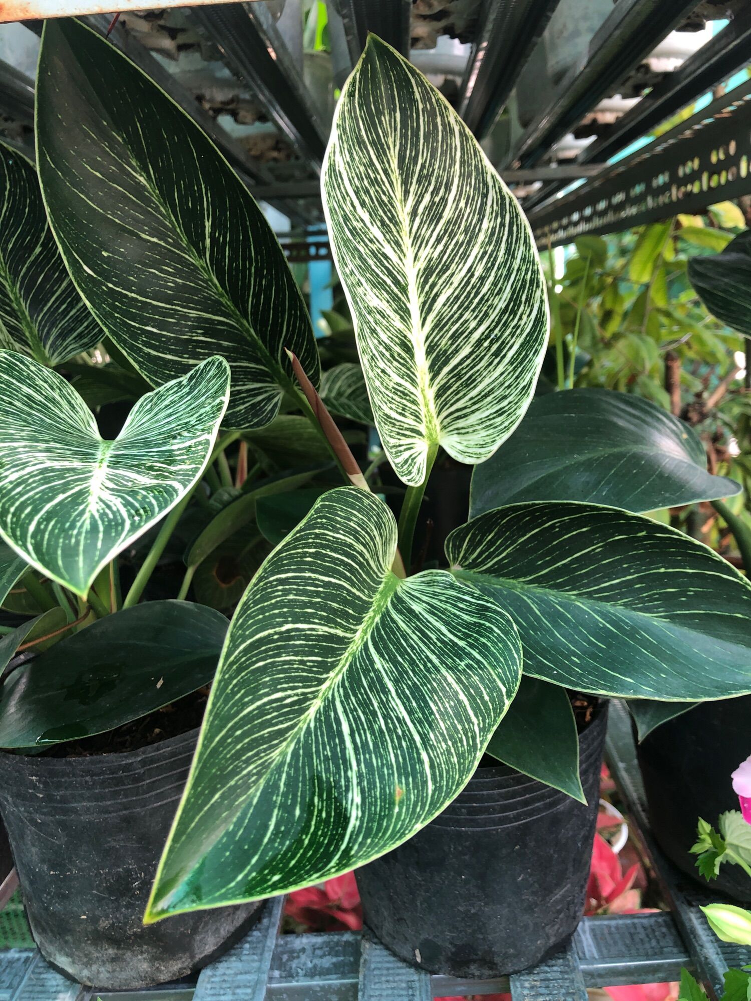 Cây đế vương hoàng kim - Philodendron birkin