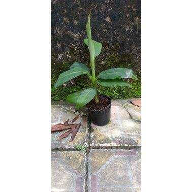 cây giống Chuối tá quạ