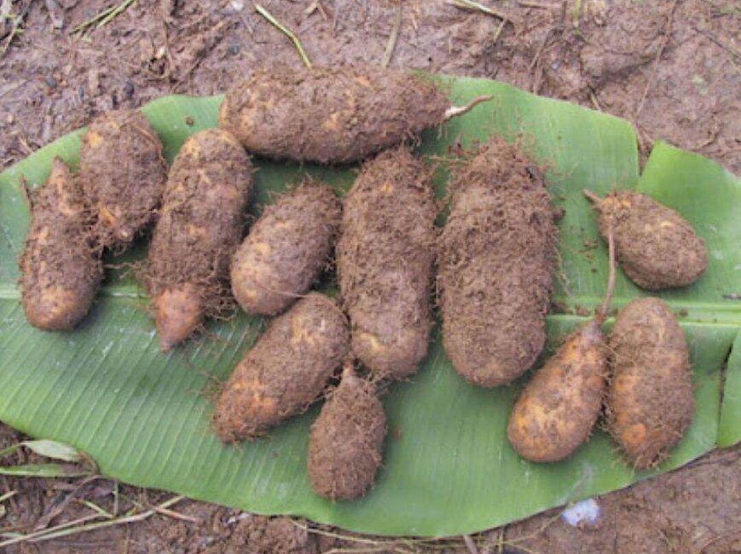 Khoai từ Trà Vinh-500g