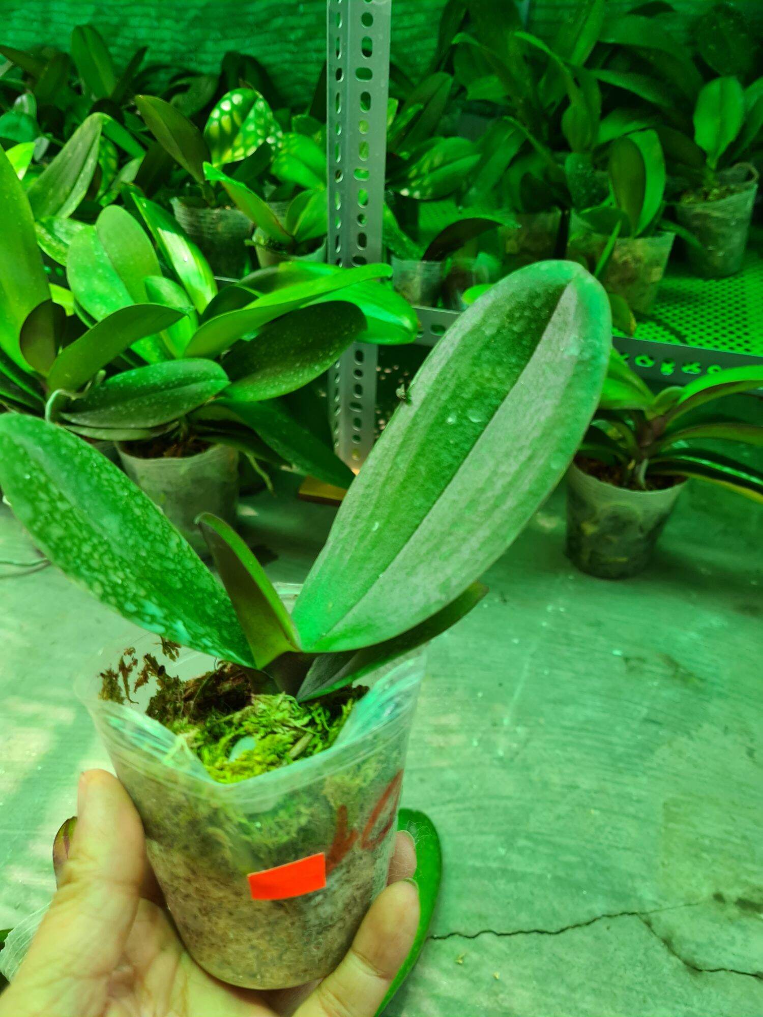 Lan hồ điệp giống cốc 2.5
