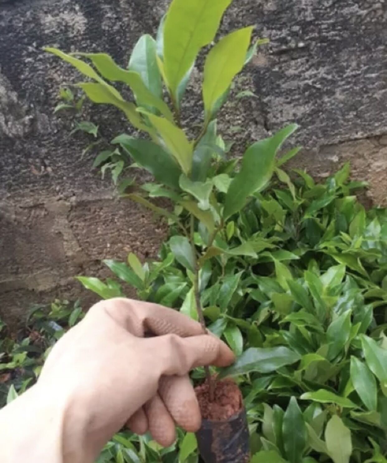 Hoa Lan tiêu giống