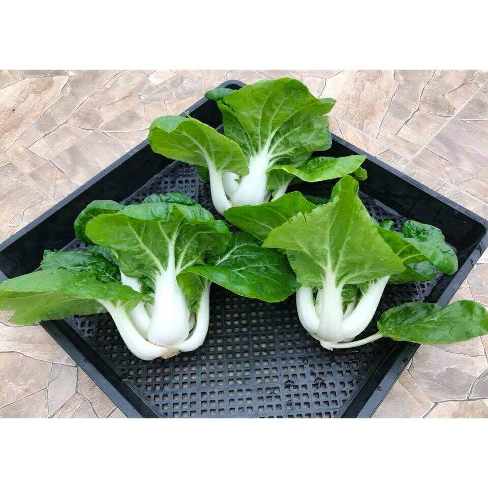 Hạt giống cải bẹ trắng - gói 20gr