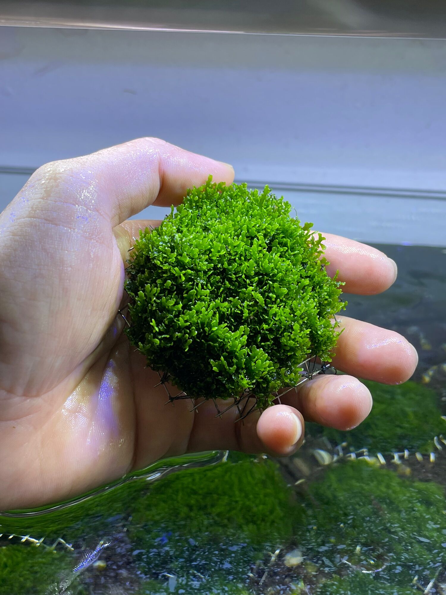 Cầu Rêu Minipelia Trang Trí Hồ Tép Cảnh