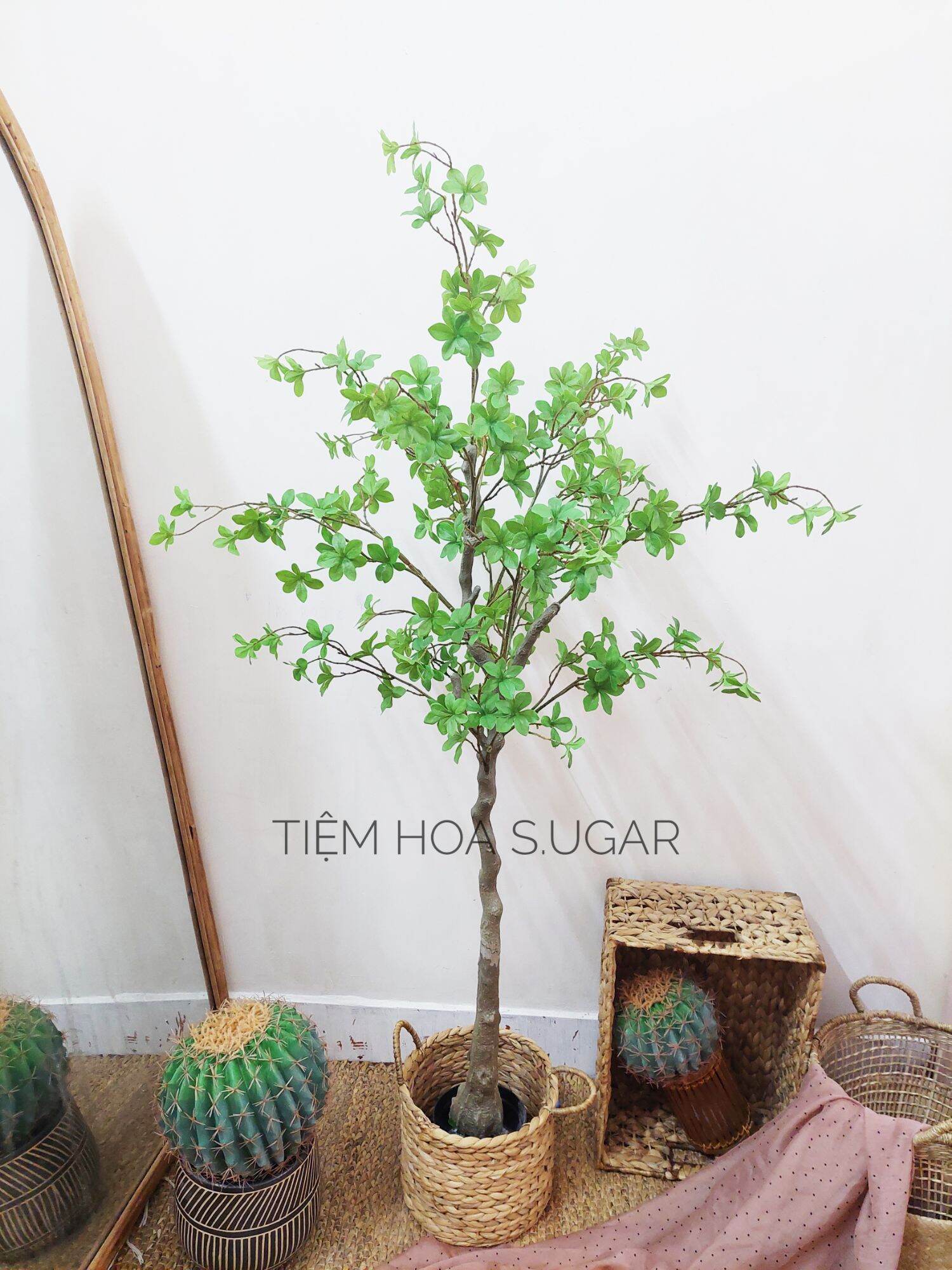 Cây thạch nam cao cấp decor home - tiệm hoa S.UGAR