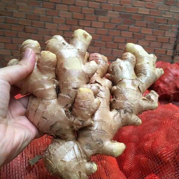 [HCM]0.5kg GỪNG TƯƠI- GỪNG GIÀ