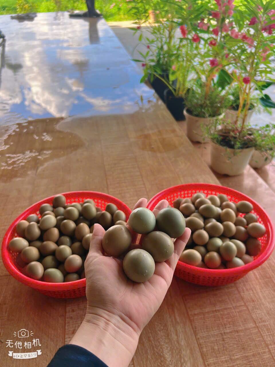 10 Trứng Chiem Trĩ đỏ có cồ ấp nở con giống(hoặc dùng tẩm bổ rất tốt)