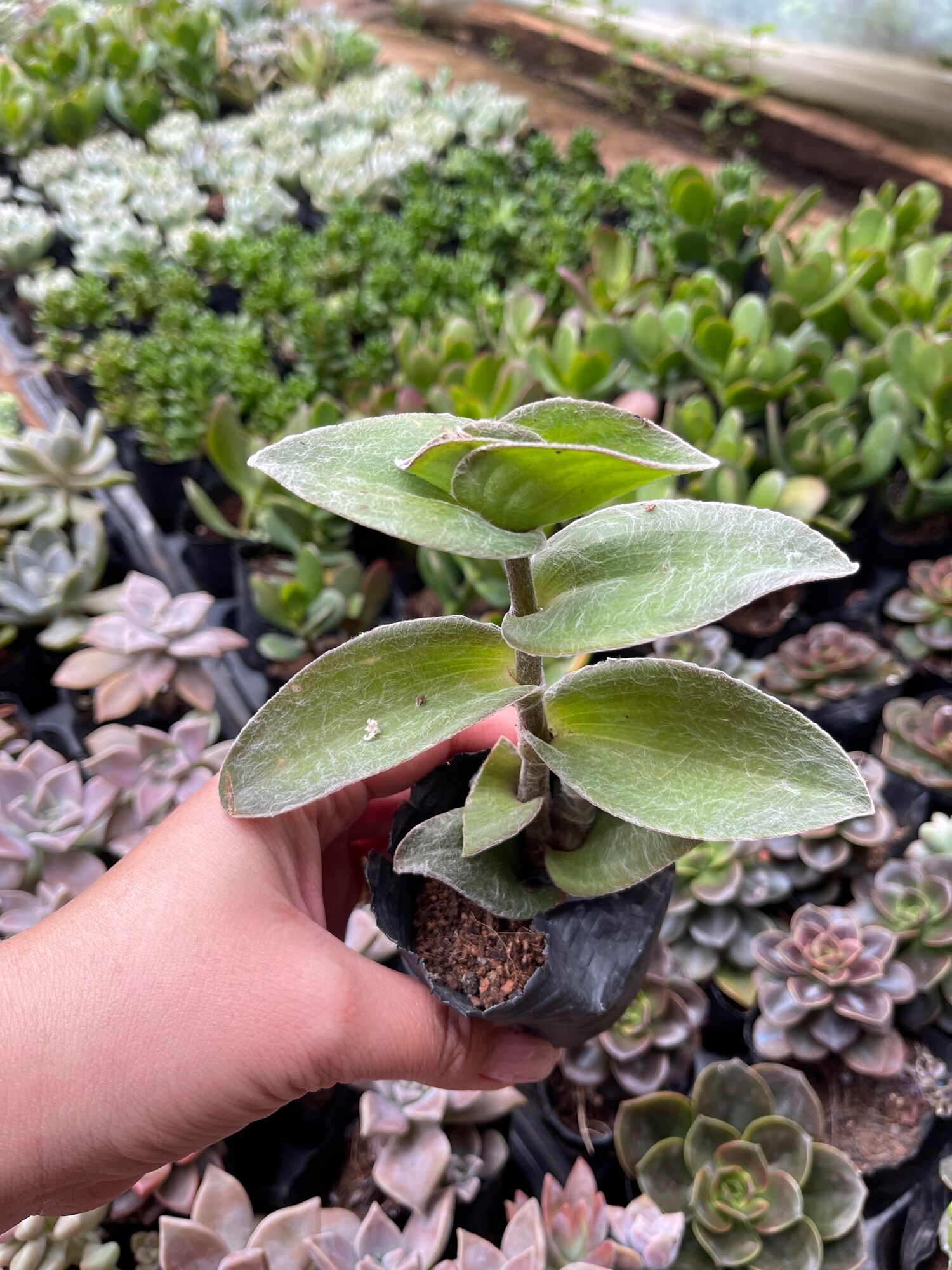 Sen đá thài lài lông size bầu 3-5 cm xuất vườn đà Lạt