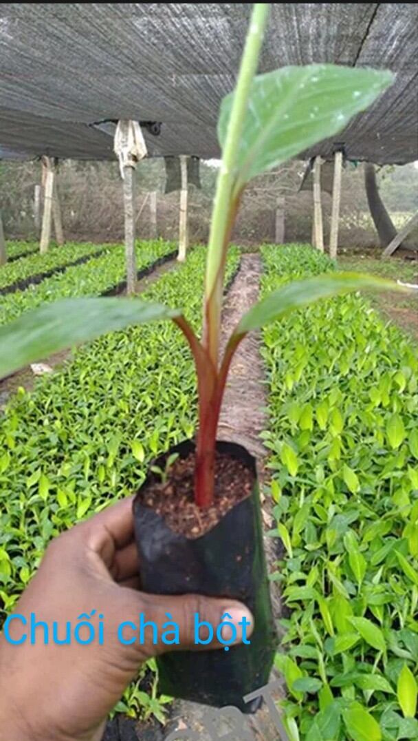 Chuối chà bột