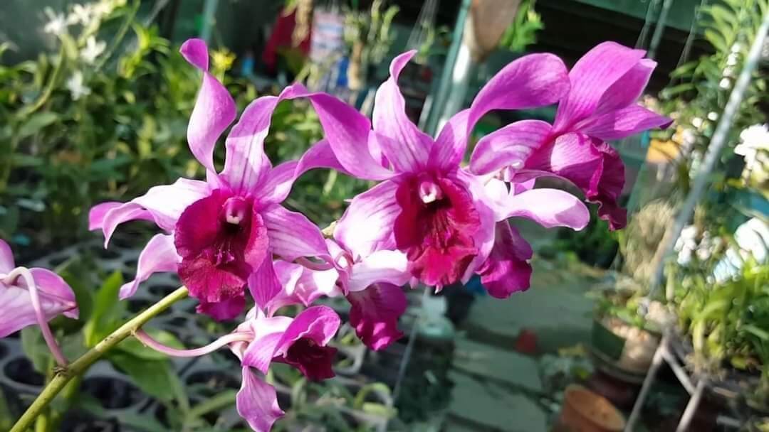 Lan denro nắng bò tím nhú nụ tết