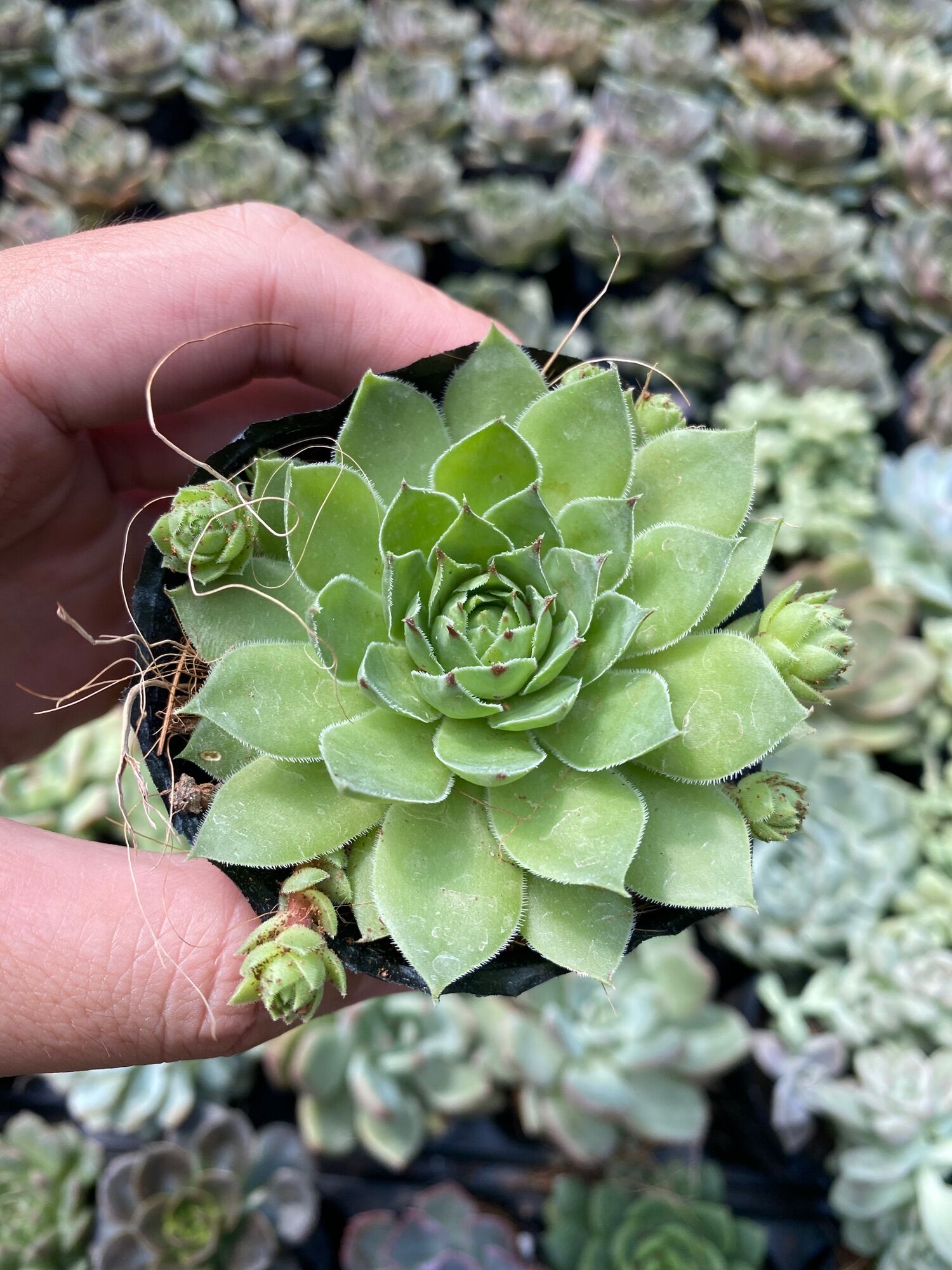 SEN ĐÁ PHẬT BÀ ( ĐÀ LẠT ) - SIZE 5-9cm  HƯ 1 ĐỔI 1