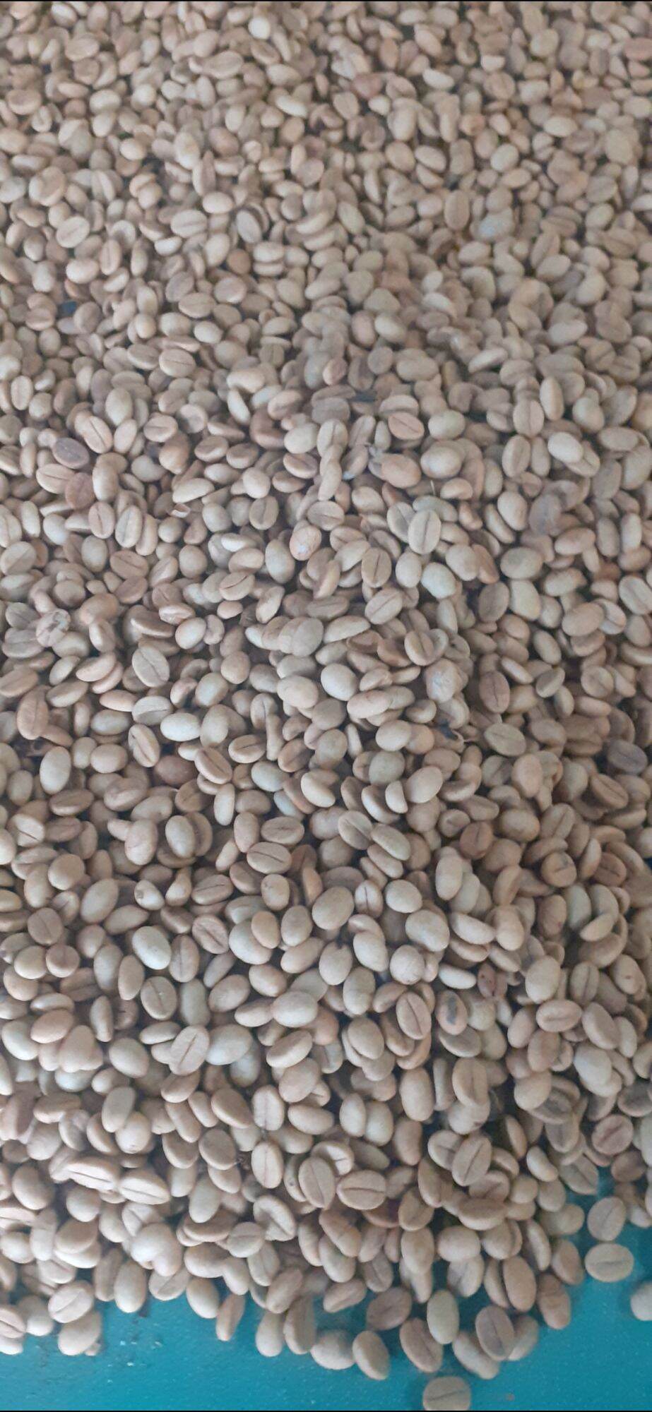 1KG Hạt giống cà phê xanh lùn
