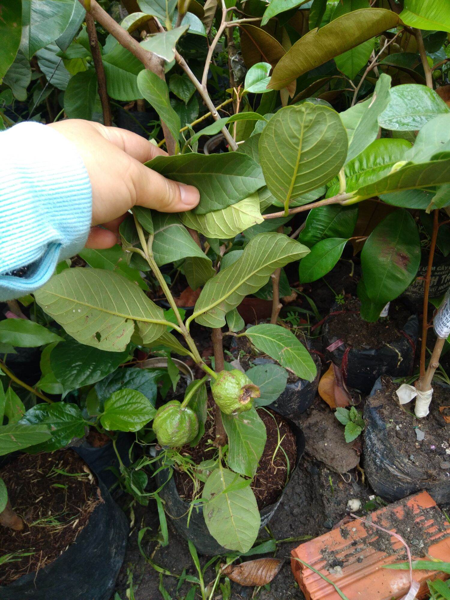 chậu cây ổi nữ hoàng cây đẹp mới về
