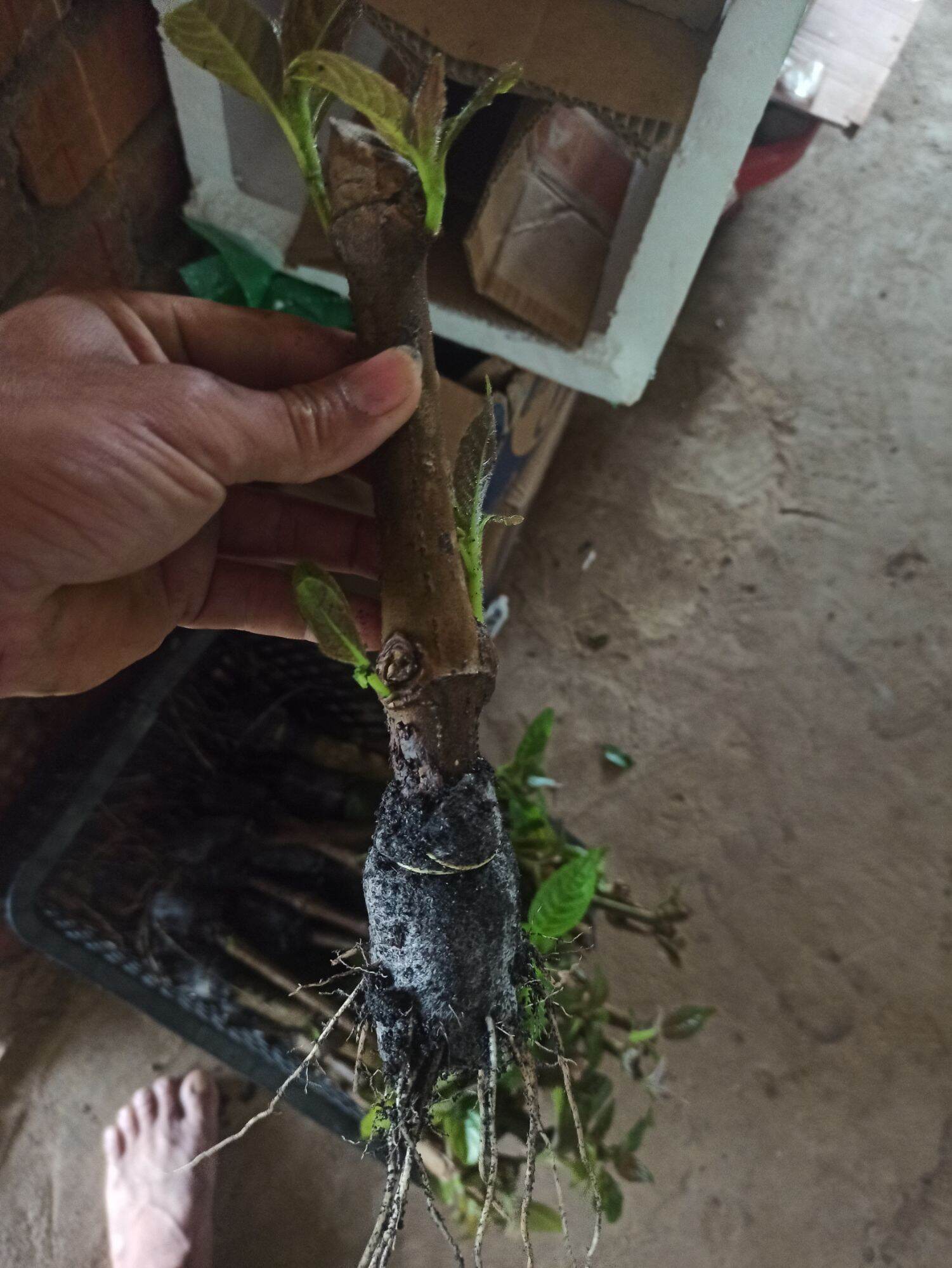 Chè khổng lồ hay gọi là chè đại .