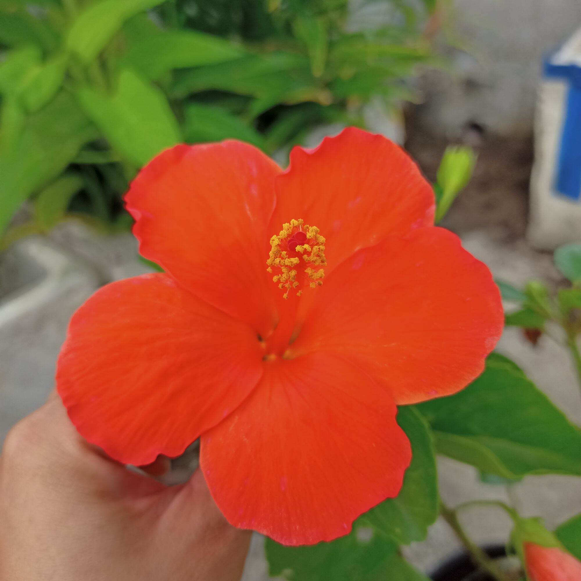 [Cây sưu tầm] Chậu cây hoa dâm bụt đơn cam
