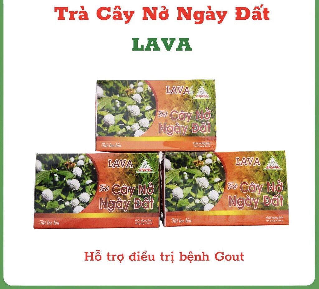 Trà cây nở ngày đất túi lọc, hỗ trợ bệnh gout, xương khớp