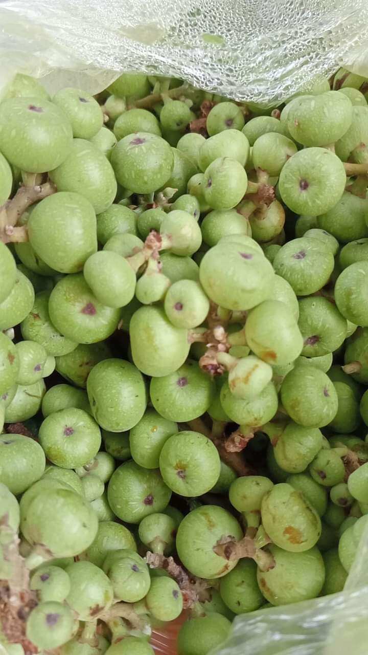 1 KG QUẢ SUNG KHÔ THÁI LÁT
