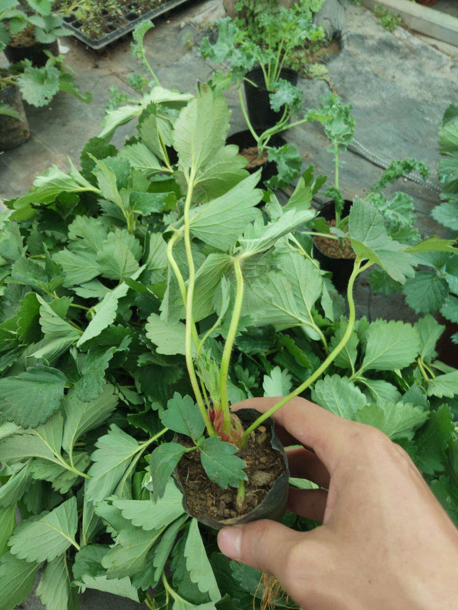 10 dâu tây Hana quả ngọt chịu nhiệt tốt( tặng phân bón)