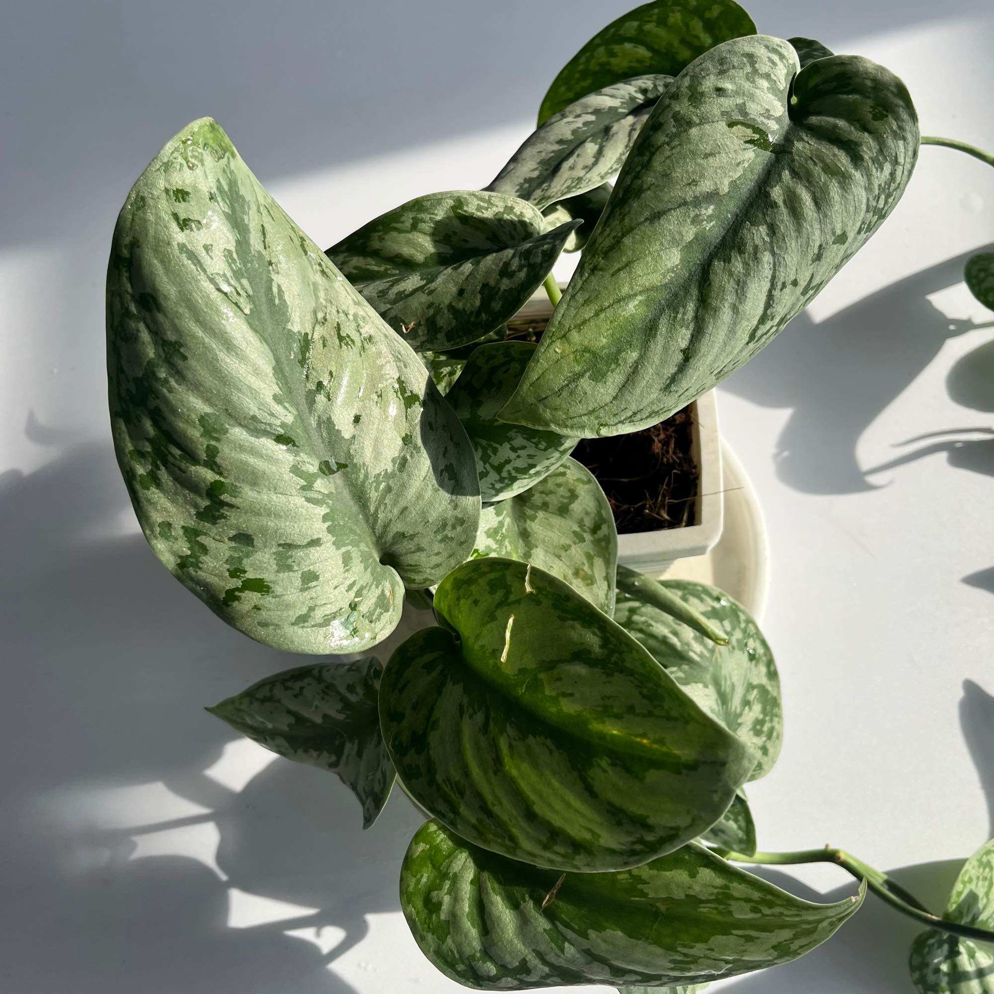 Trầu bà Lụa - (Scindapsus Pictus) - Chậu treo hoặc chậu gốm, cây dài 20-30cm