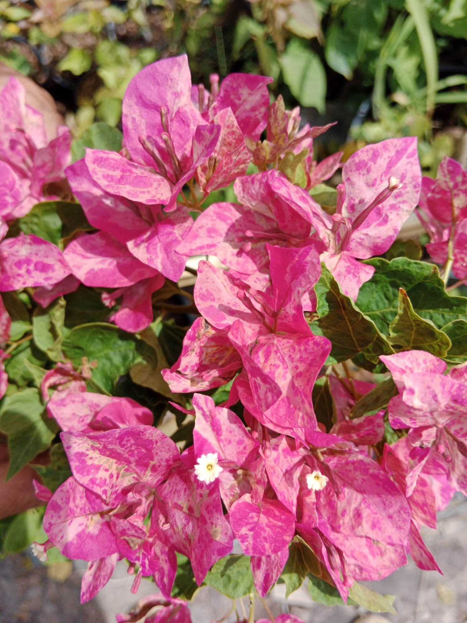 cây hoa giấy ghép (Ruby)