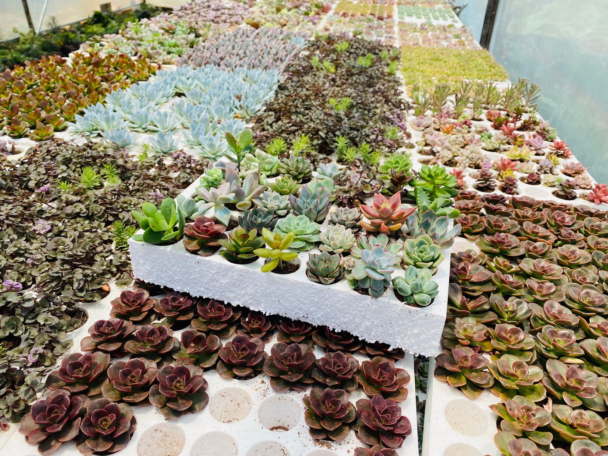 Sen đá mini ( sen vỉ ) size 3-5Cm 😍 FARM HẠT GIỐNG TRỜI BAN