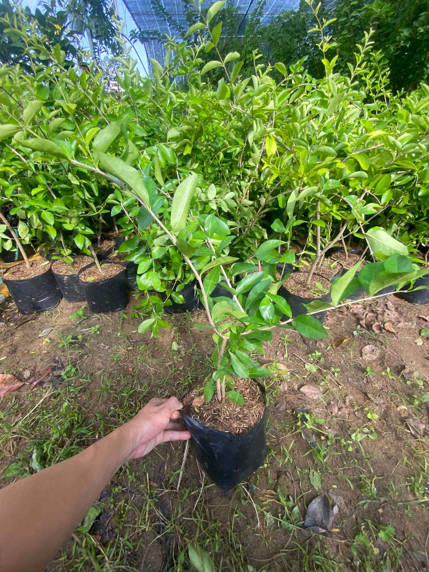Cây Sơri giống , bầu lớn ( lô cây cở như hình )