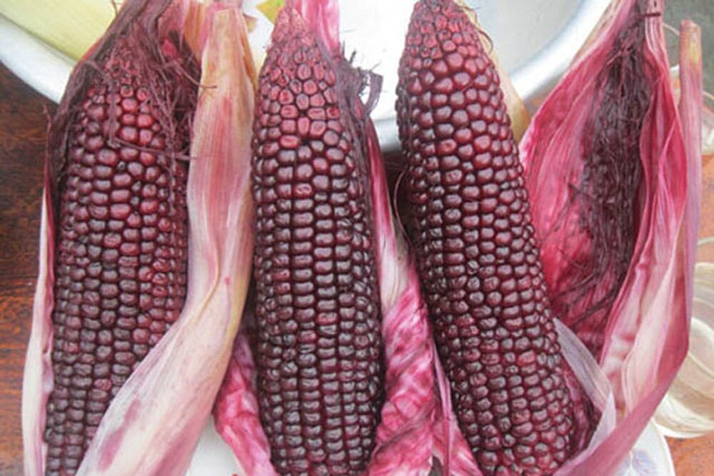 Gói 20 Gram hạt giống ngô tím Thái Lan