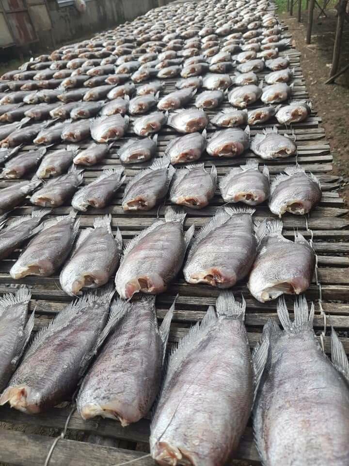 Khô sặc bổi hàng lạt k đầu ,ship xa bich 500g