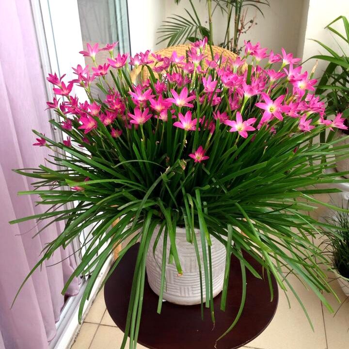 cây huệ mưa siêu hoa