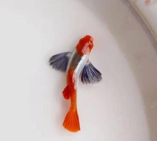 Dumbo koi - 7 màu trang trí đẹp