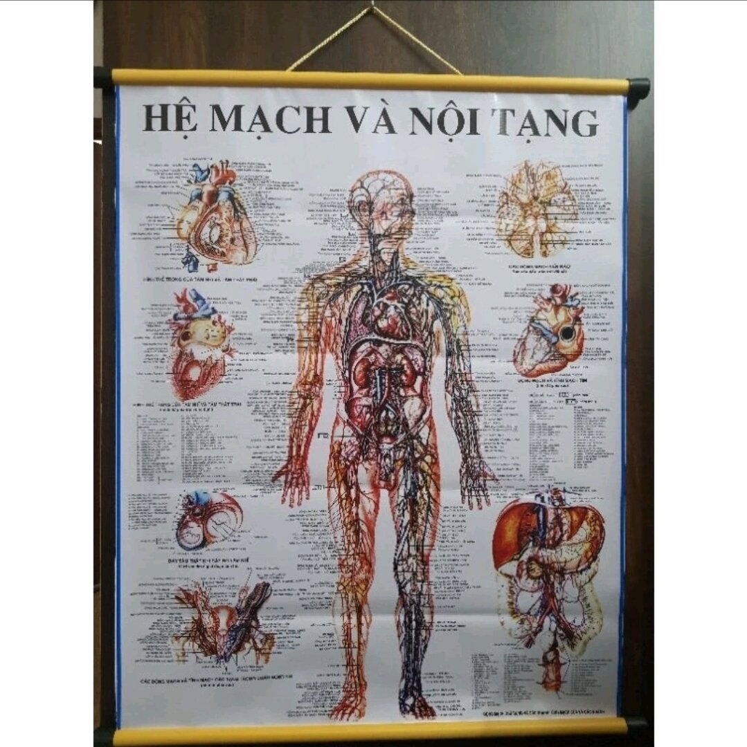 Tranh giải phẫu các hệ của cơ thể
