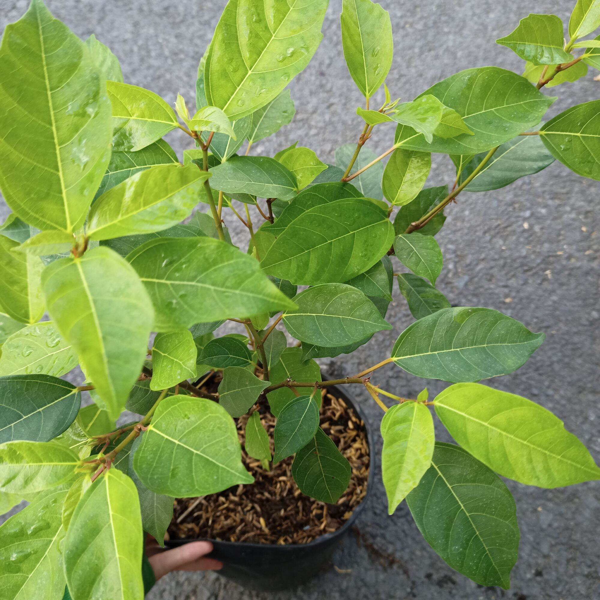 Cây sung nếp ăn trái, cây đang trái