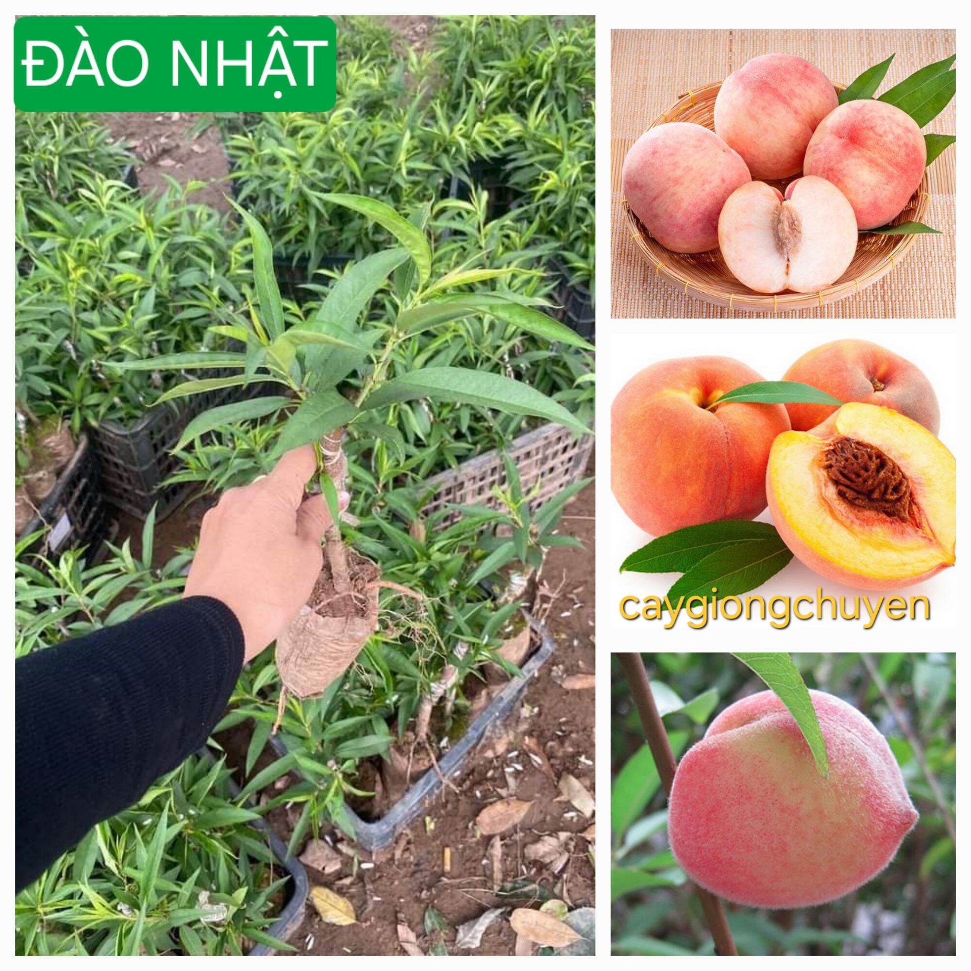 Cây đào tiên nhật bản