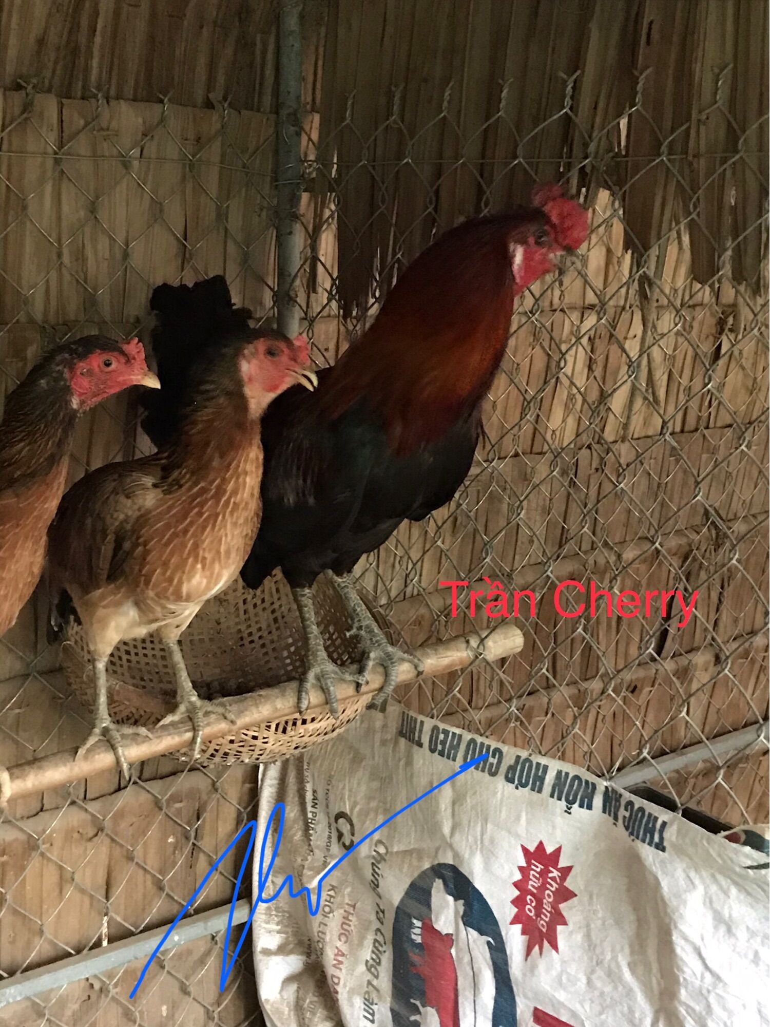 05 trứng gà đá ấp nở con
