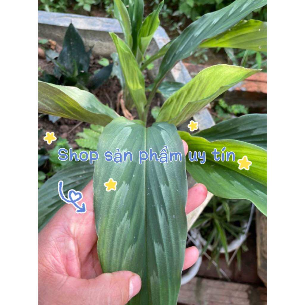 củ tam thất lá xanh ( 1 củ giống)