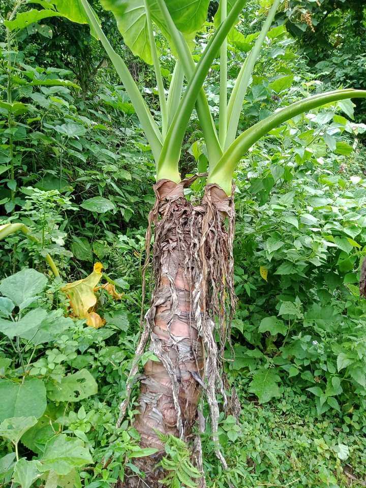 Củ bạc hà núi phơi khô, (ráy dại ráy rừng )hàng chuẩn xin