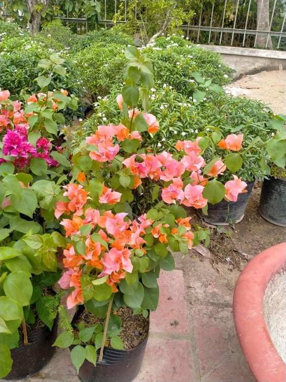 combo 10 cây giống hoa giấy