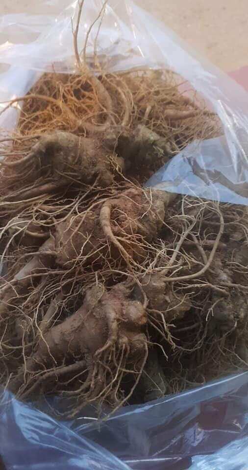 500g củ tam thất tươi