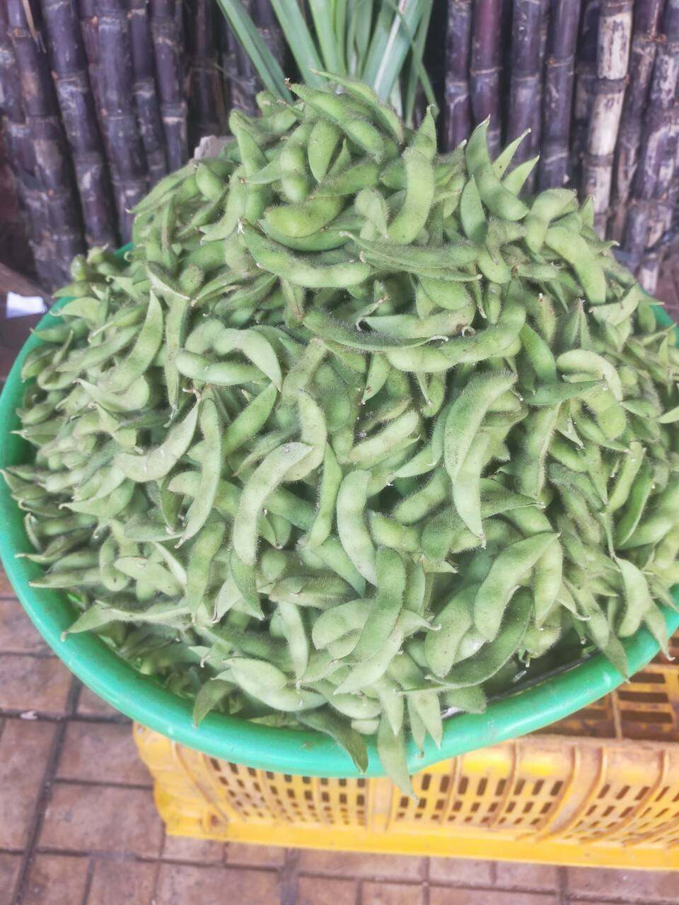 ĐẬU NÀNH RAU ( ĐẬU NÀNH LÔNG NB)