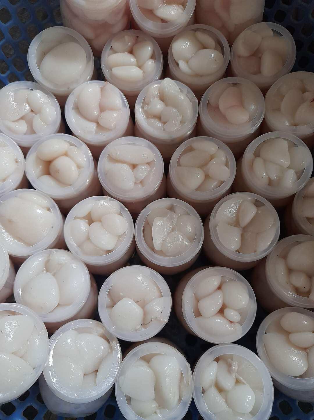 Mỡ trăn tươi nguyên chất 100%_0,5kg